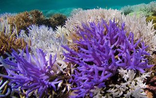 coral reefs bleaching