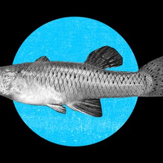 Firozabad dengue outbreak mosquitofish