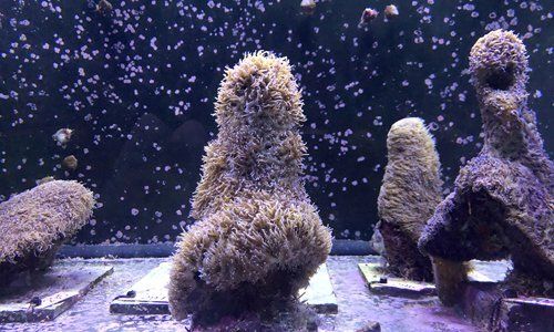 galapagos deep sea new species