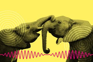 animal language