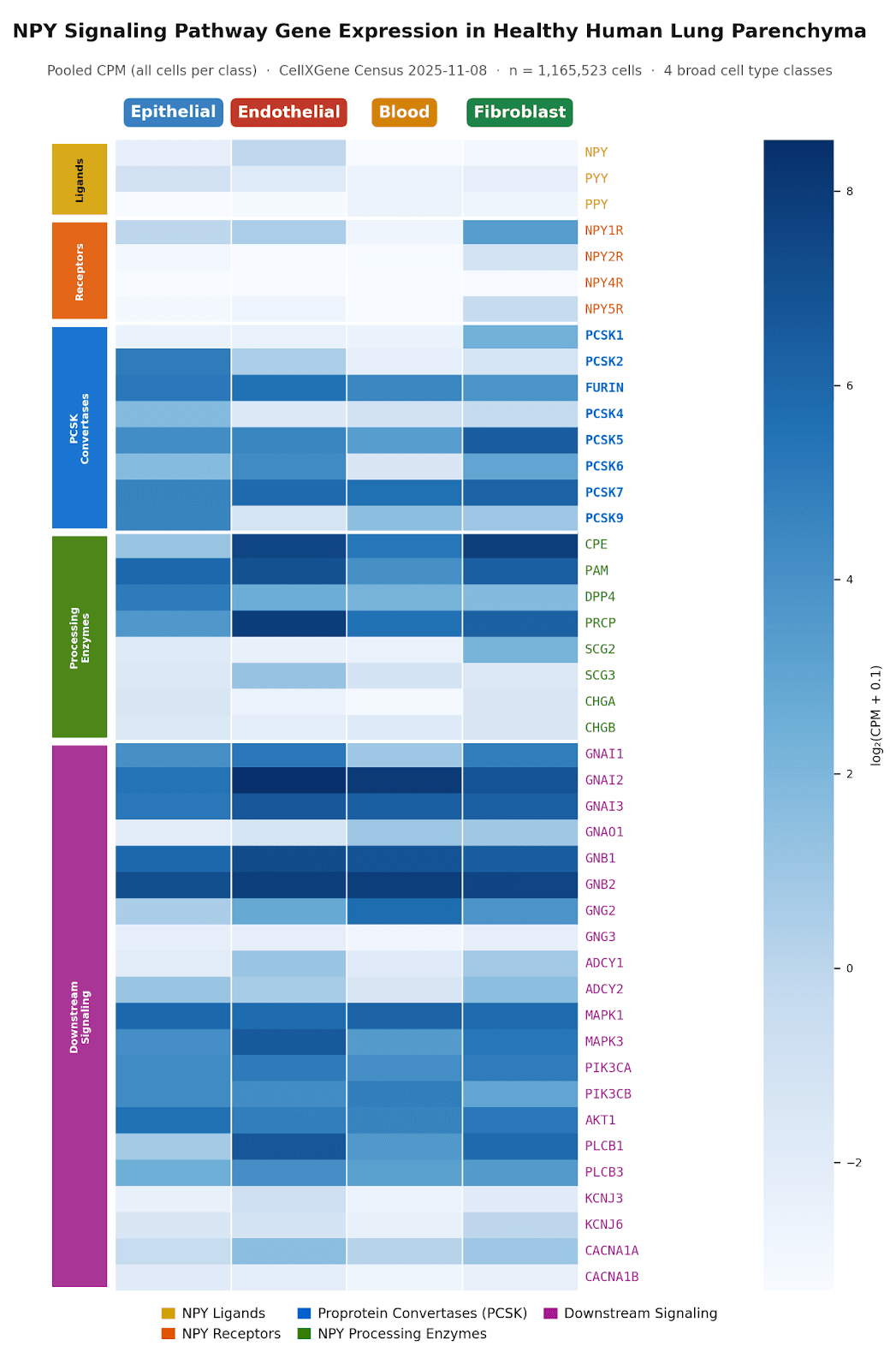 NPY pathway gene expression across human lung cell types (blood, epithelial, endothelial, fibroblast).