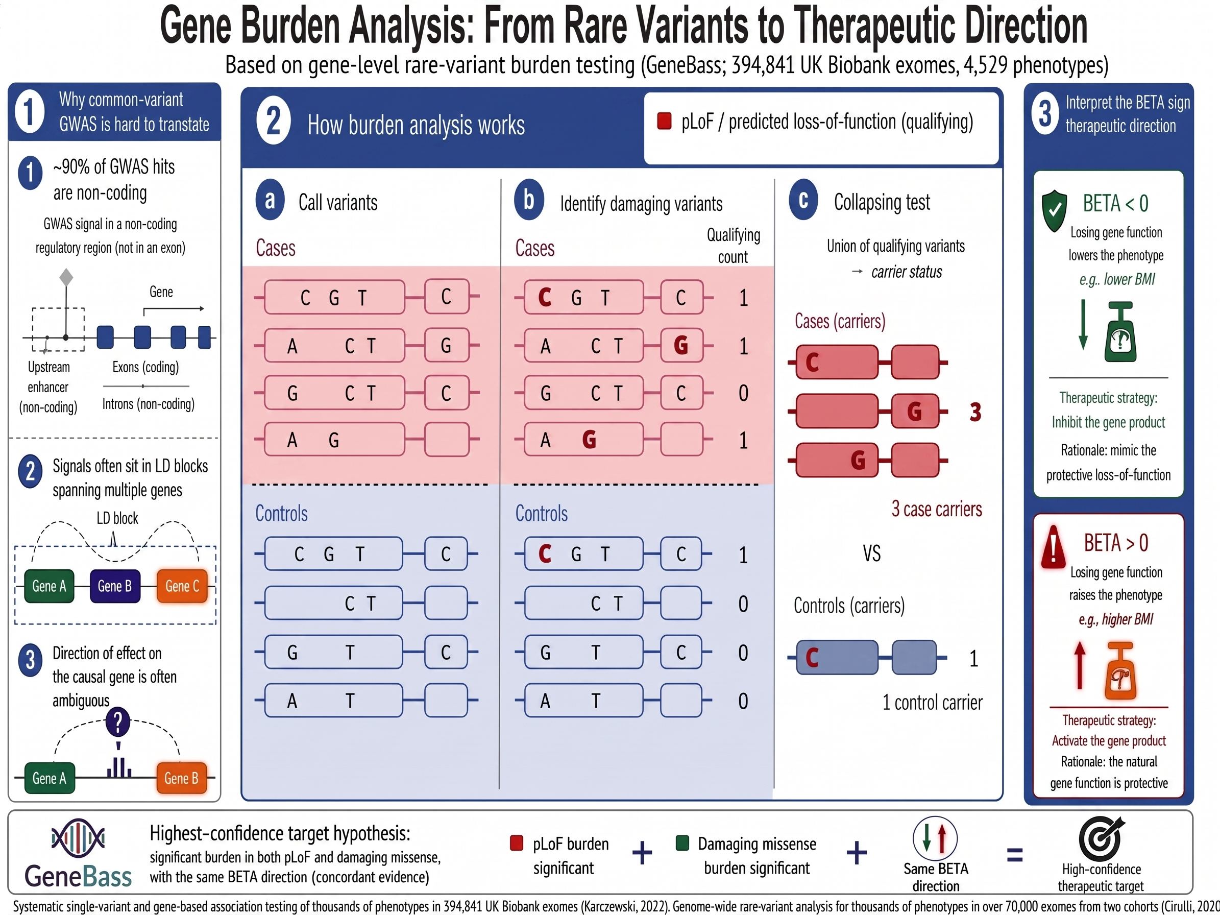 Gene burden analysis: from rare variants to therapeutic direction.