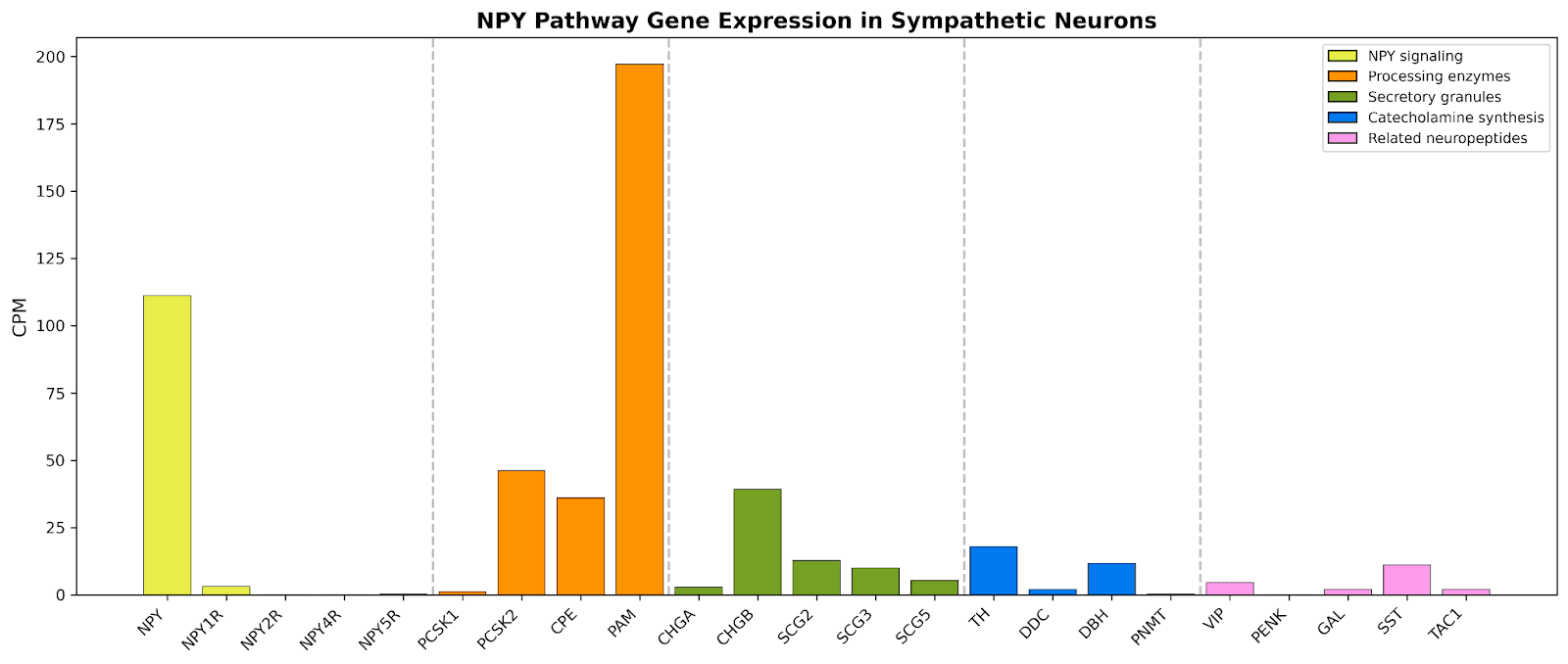 Expression profile of NPY pathway genes in human sympathetic neurons.