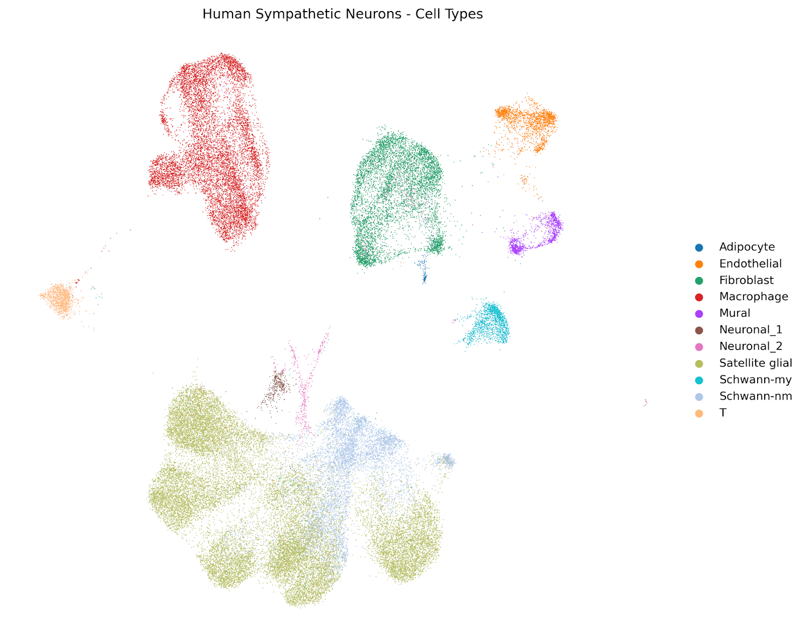 UMAP visualization of human sympathetic ganglion cell types from single-cell RNA sequencing.