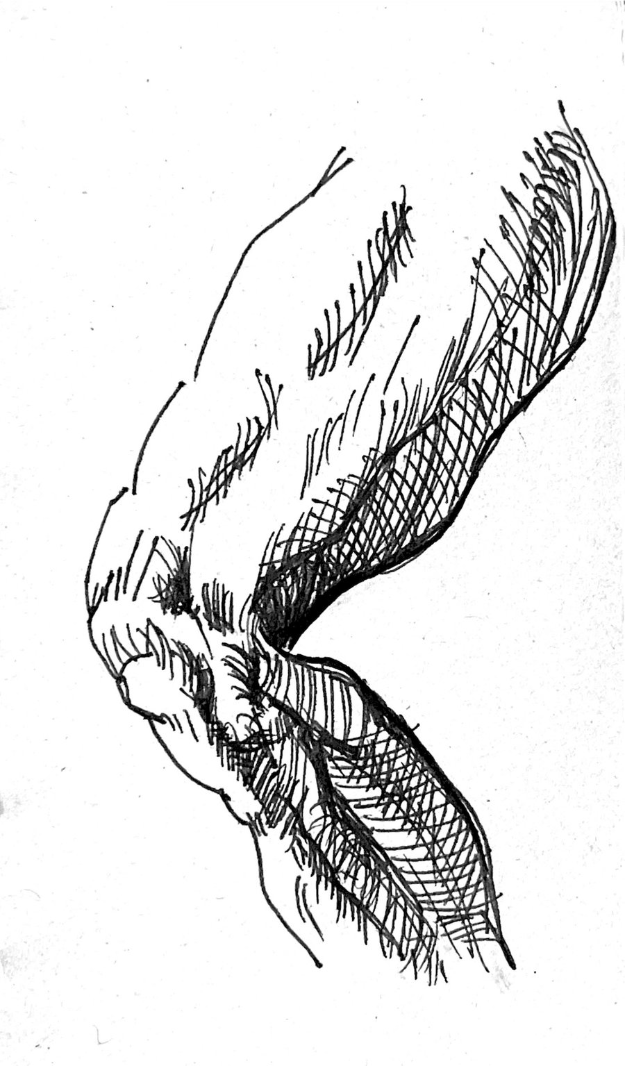 Leg Study (after Dunn)