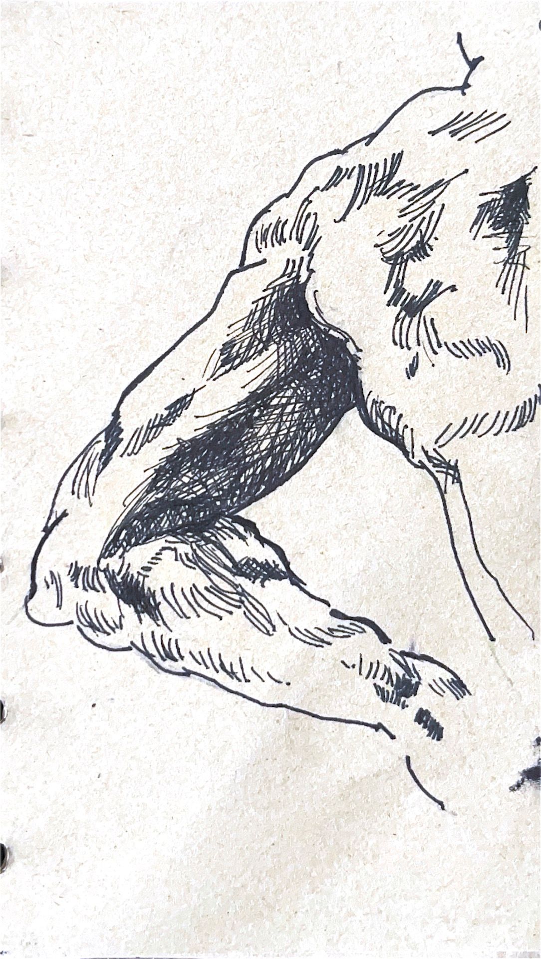 Arm Study (after Dunn)