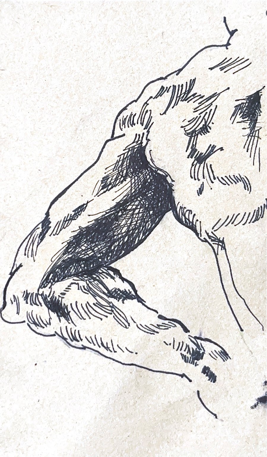 Arm Study (after Dunn)