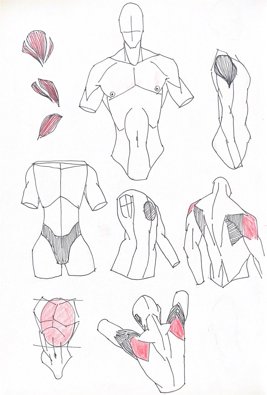 Chest & Back Study (after Chommang)