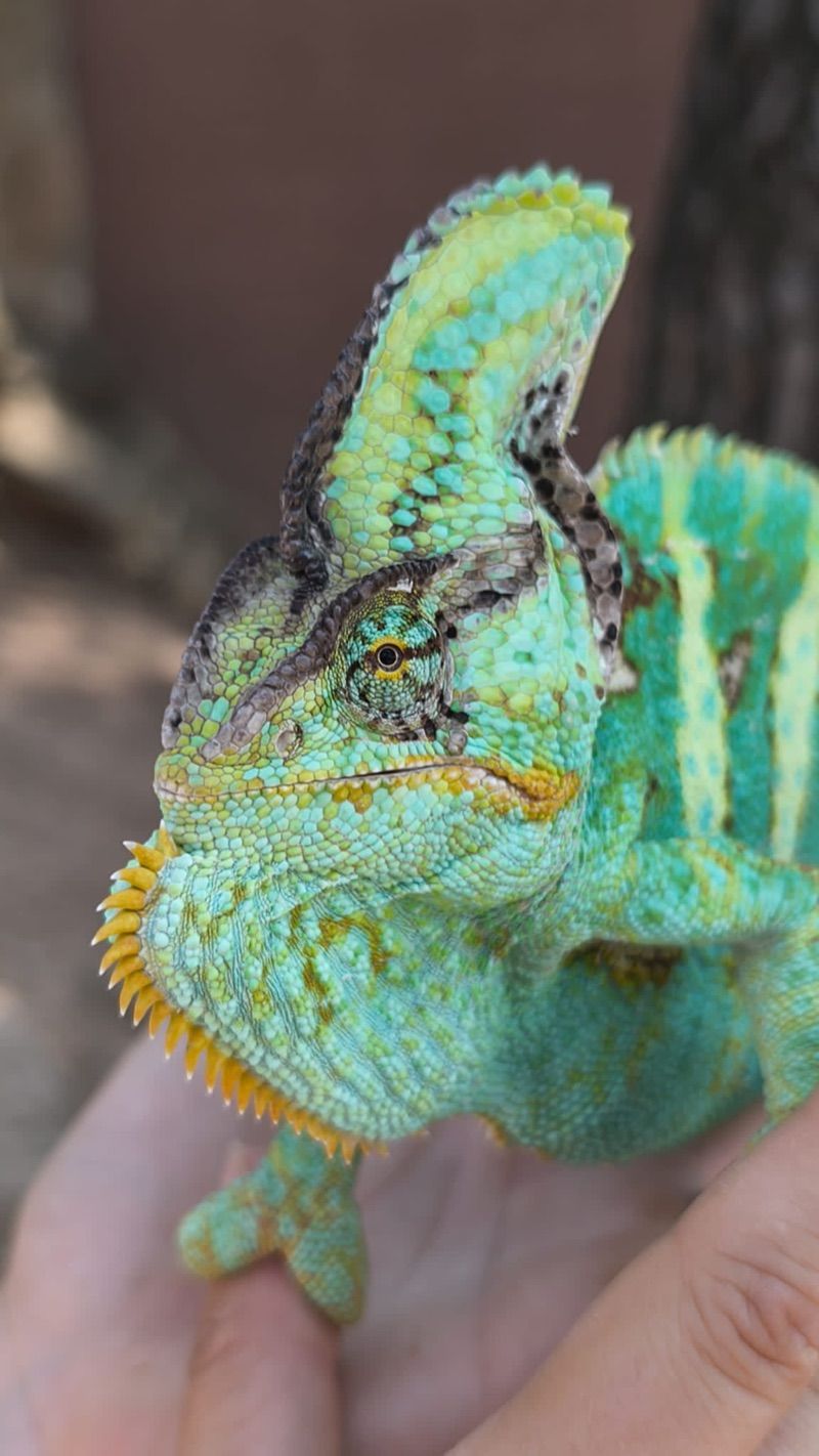 Llangardaix de llengua blava