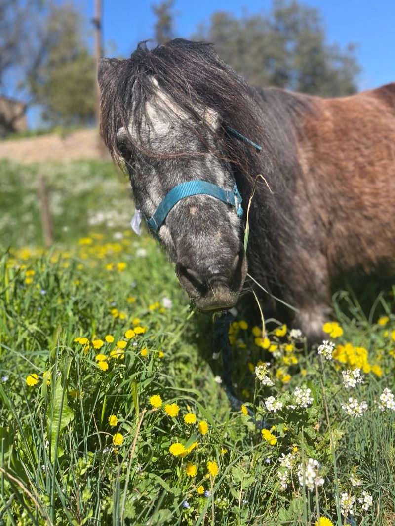 Cavalls (Taca i Jolie)