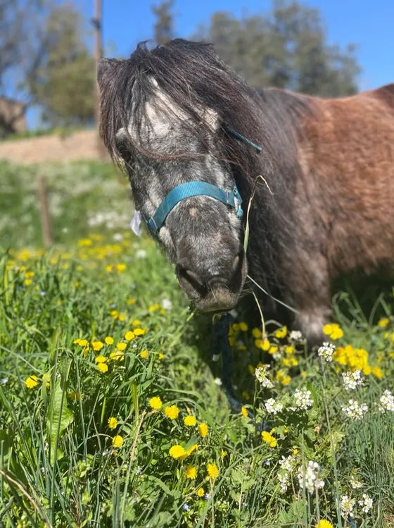 Cavalls (Taca i Jolie)