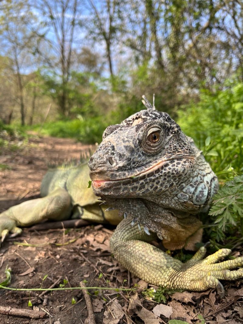 Iguana