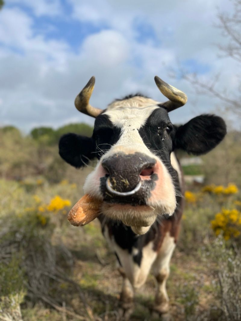 Vaca frisona (Xarito)