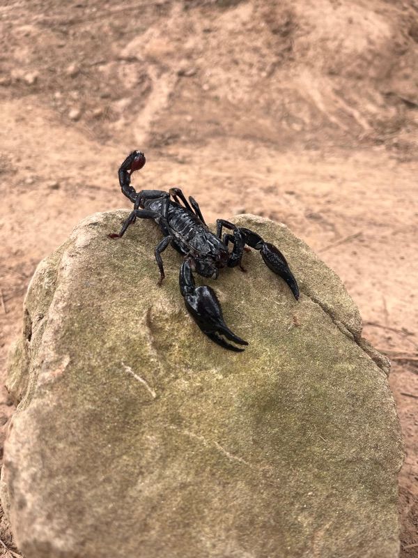 Mil·lípede africà