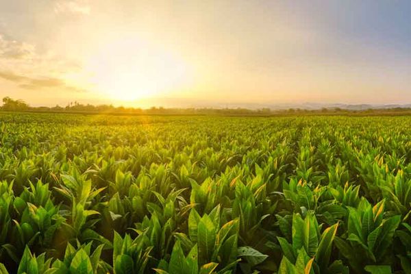 Why Crop Insurance Is Essential for Today’s Farmers