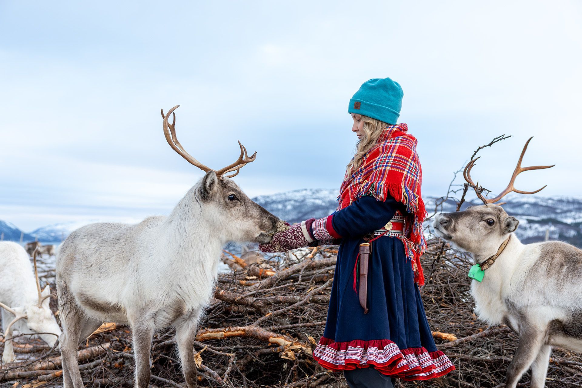 Reisender in traditioneller samischer Kleidung, der während eines Winterausflugs im arktischen Norwegen Rentiere füttert, mit schneebedeckten Bergen im Hintergrund