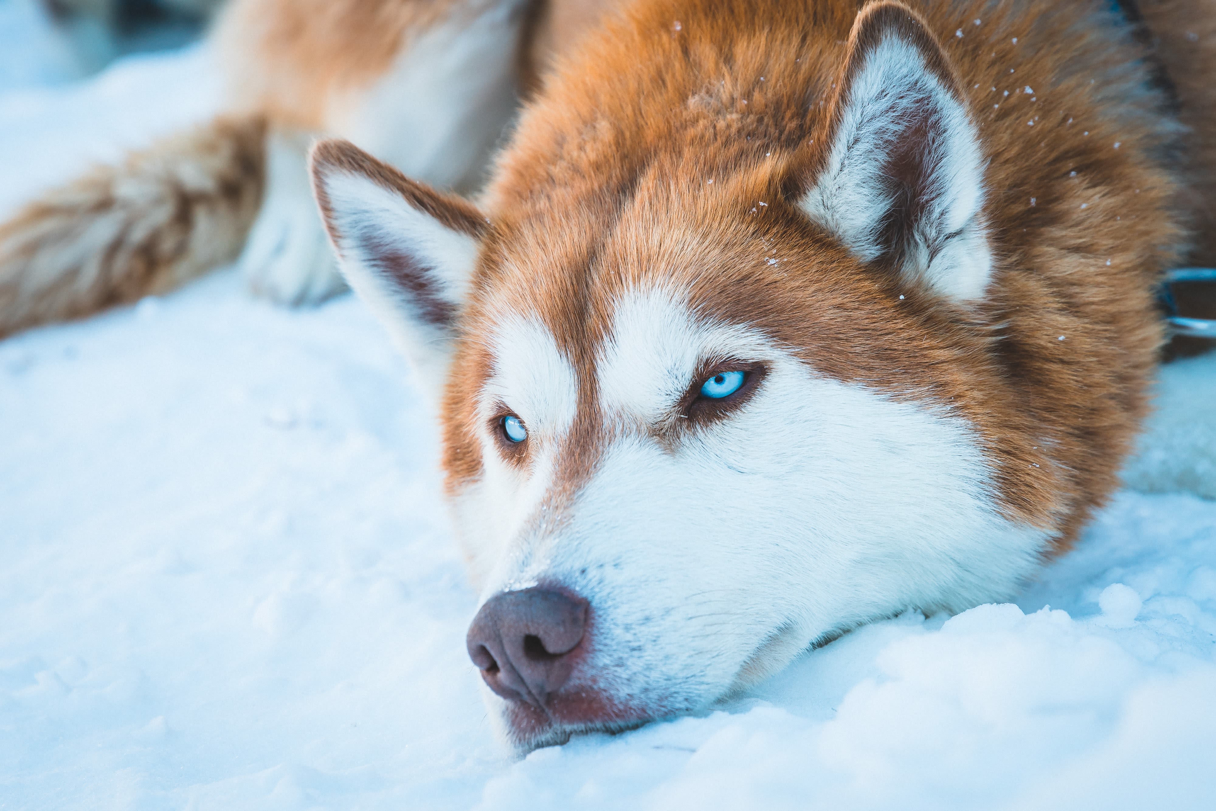 Närbild på en sibirisk husky med slående blå ögon som vilar i snön på Snowhotel Kirkenes.