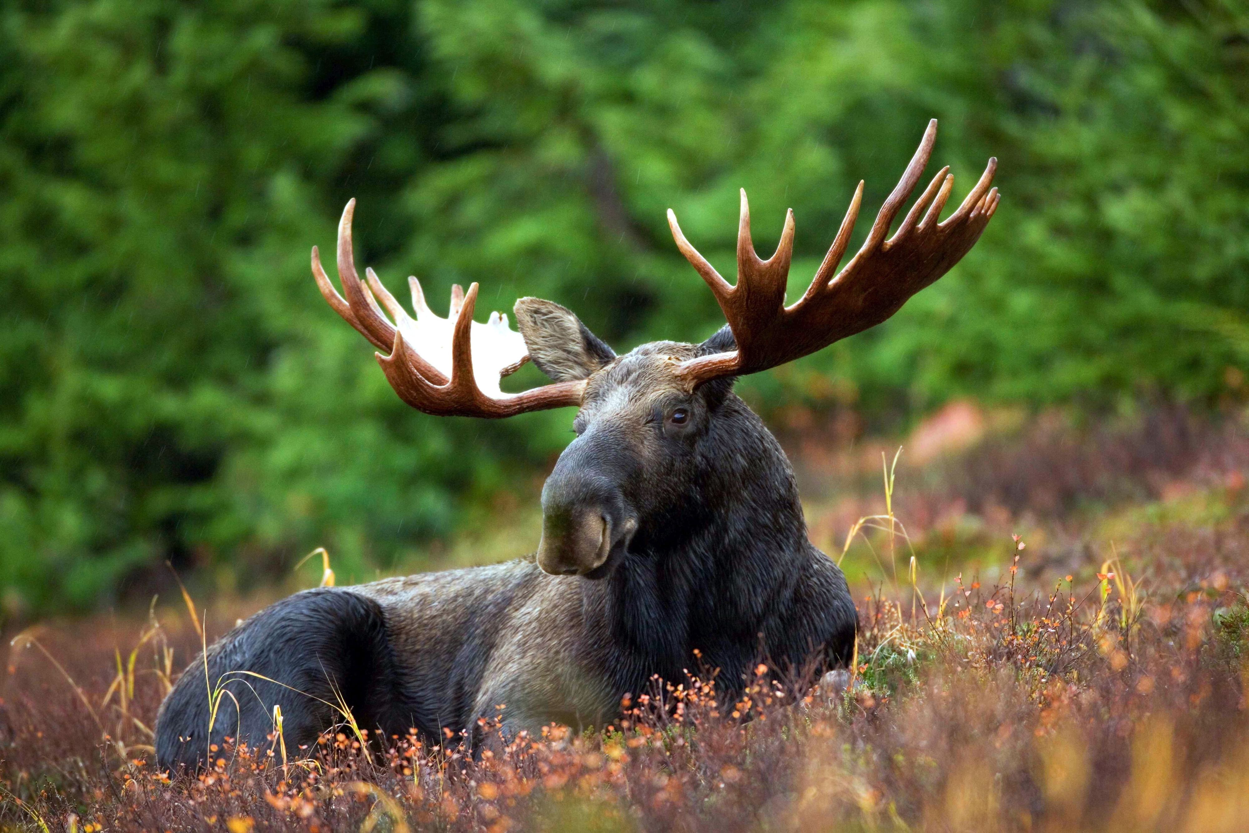 Large Norwegian moose resting in a forest clearing, showcasing Norway’s rich wildlife and diverse natural habitats.