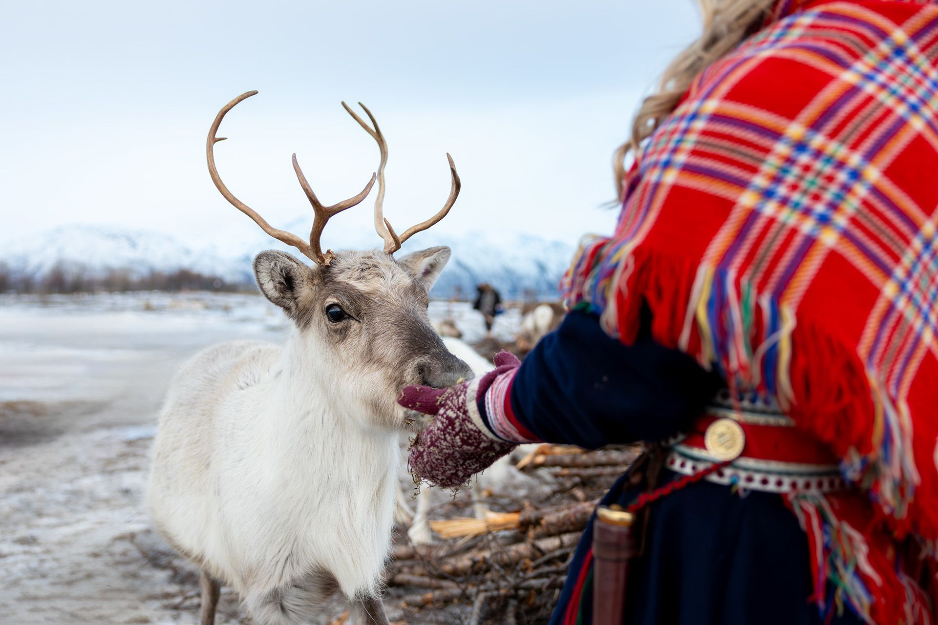 Reindeer feeding excursion