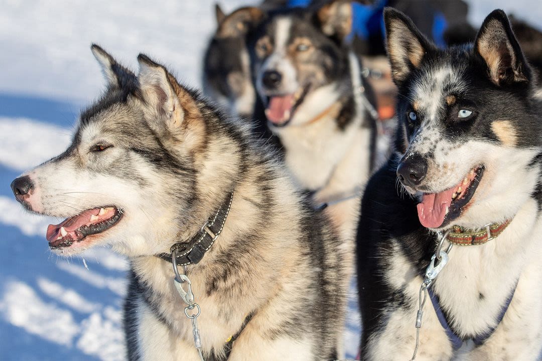 Arktiska huskyslädhundar på Snowhotel Kirkenes i norra Norge.