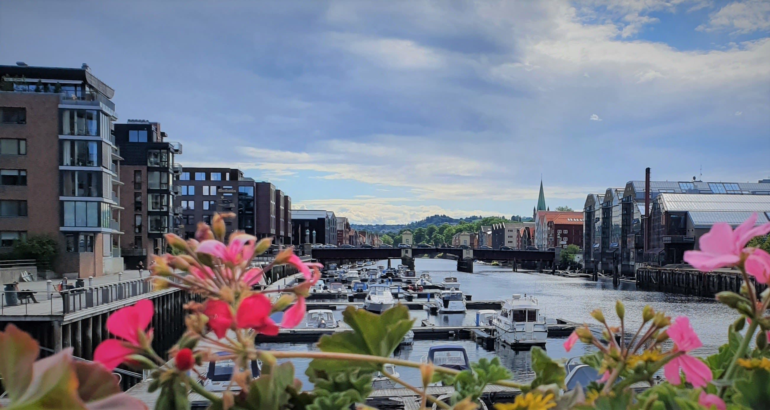 Rosa blomster som rammer inn småbåthavnen i Nidelva med båter og elvebreddens bygninger i Trondheim, Norge