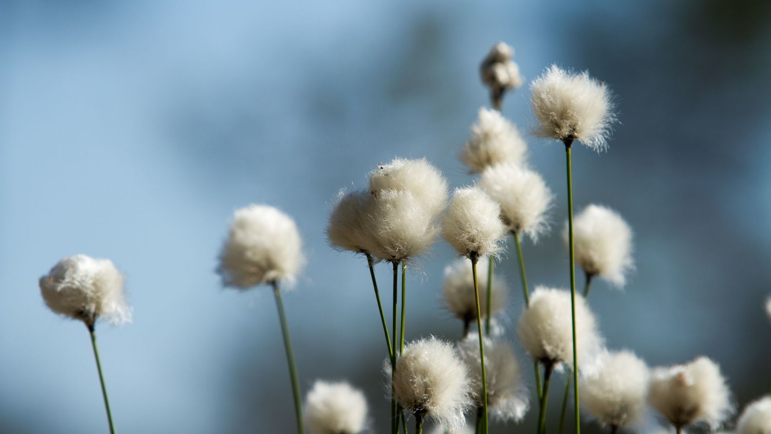 Hvit myrull som blomstrer over norske våtmarker om våren, og danner myke tepper av blomster som lyser opp landskapet