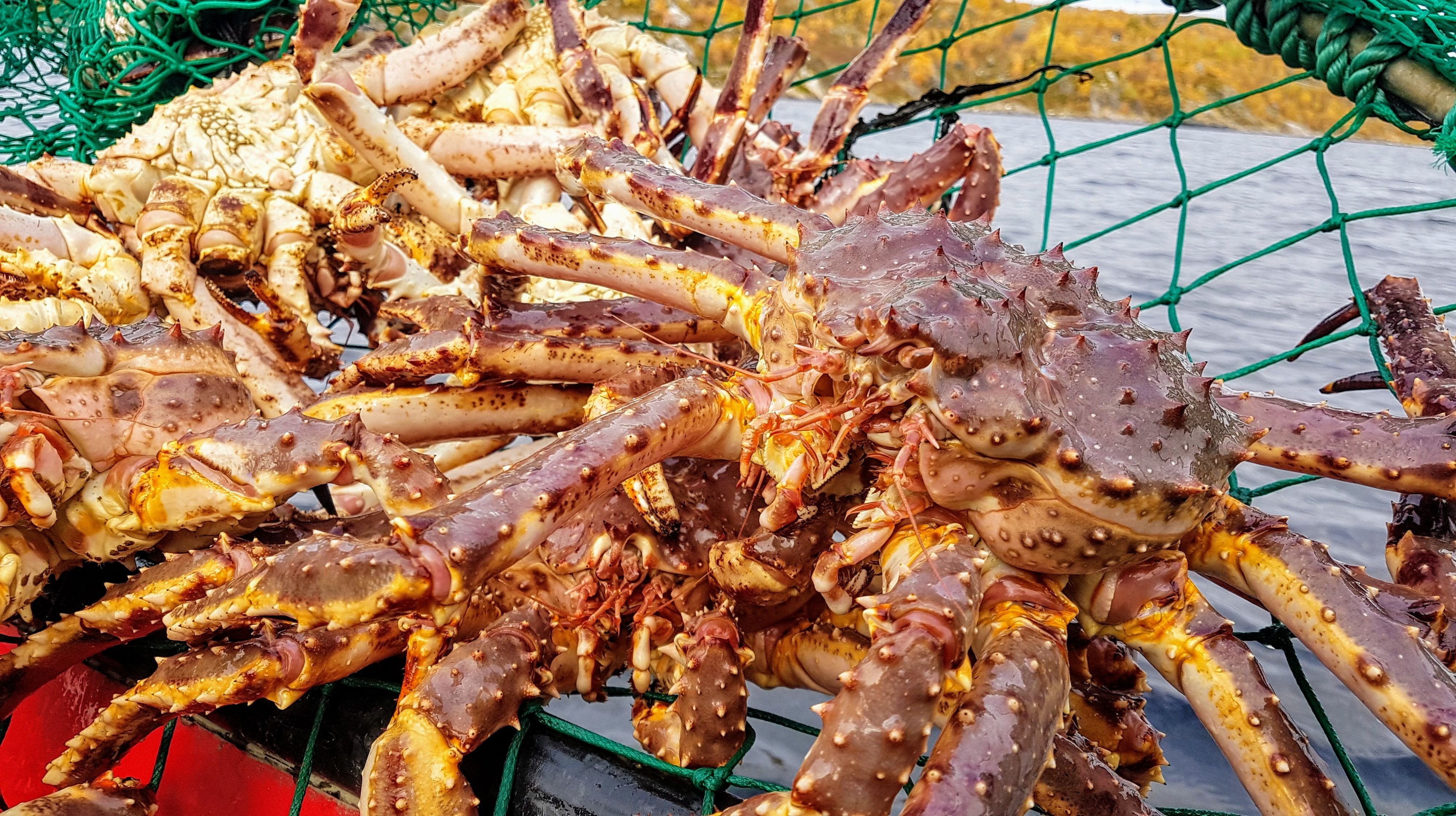 Freshly caught king crabs in a fishing net during a summer king crab safari in Kirkenes, Norway.