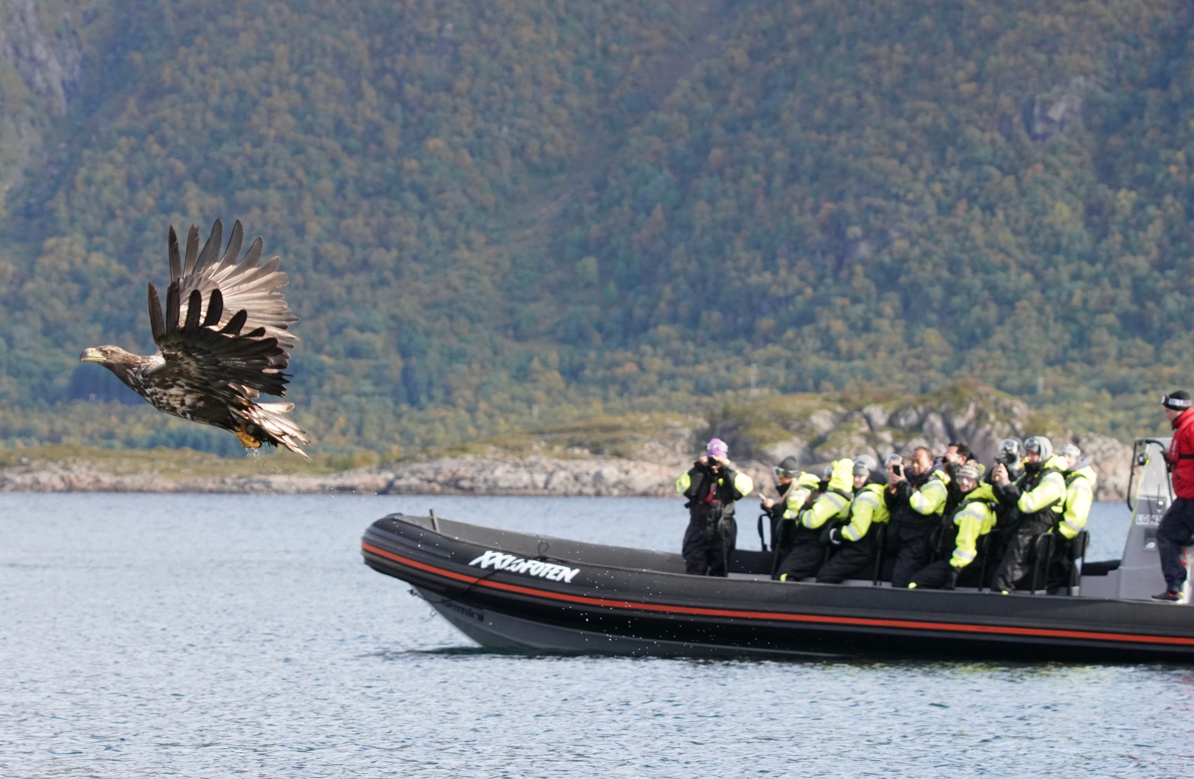 Sea eagle flying in front of RIB boat while people are taking pictures