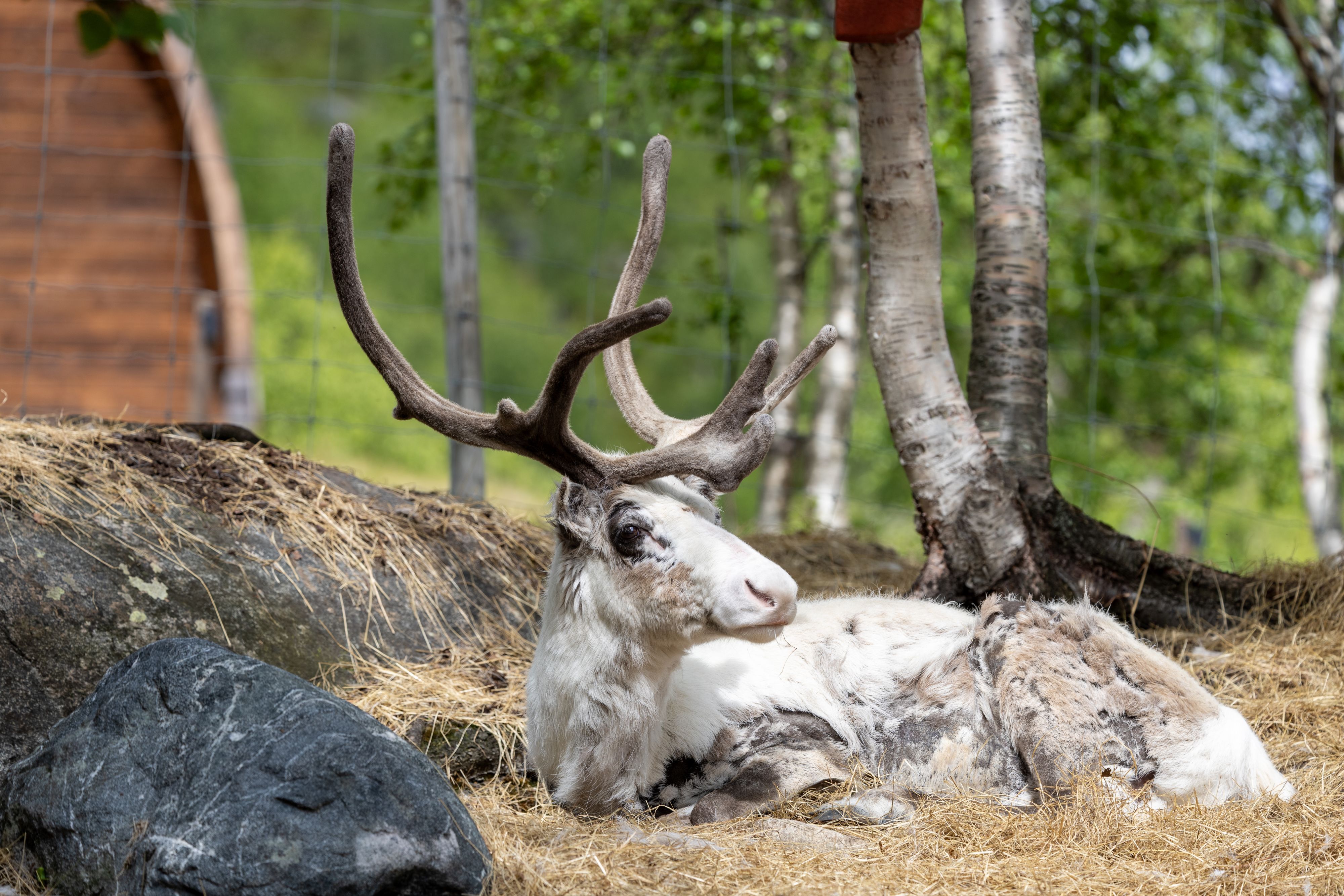 En reinsdyr som hviler i innhegningen sin i reinsdyrparken ved Snowhotel Kirkenes.
