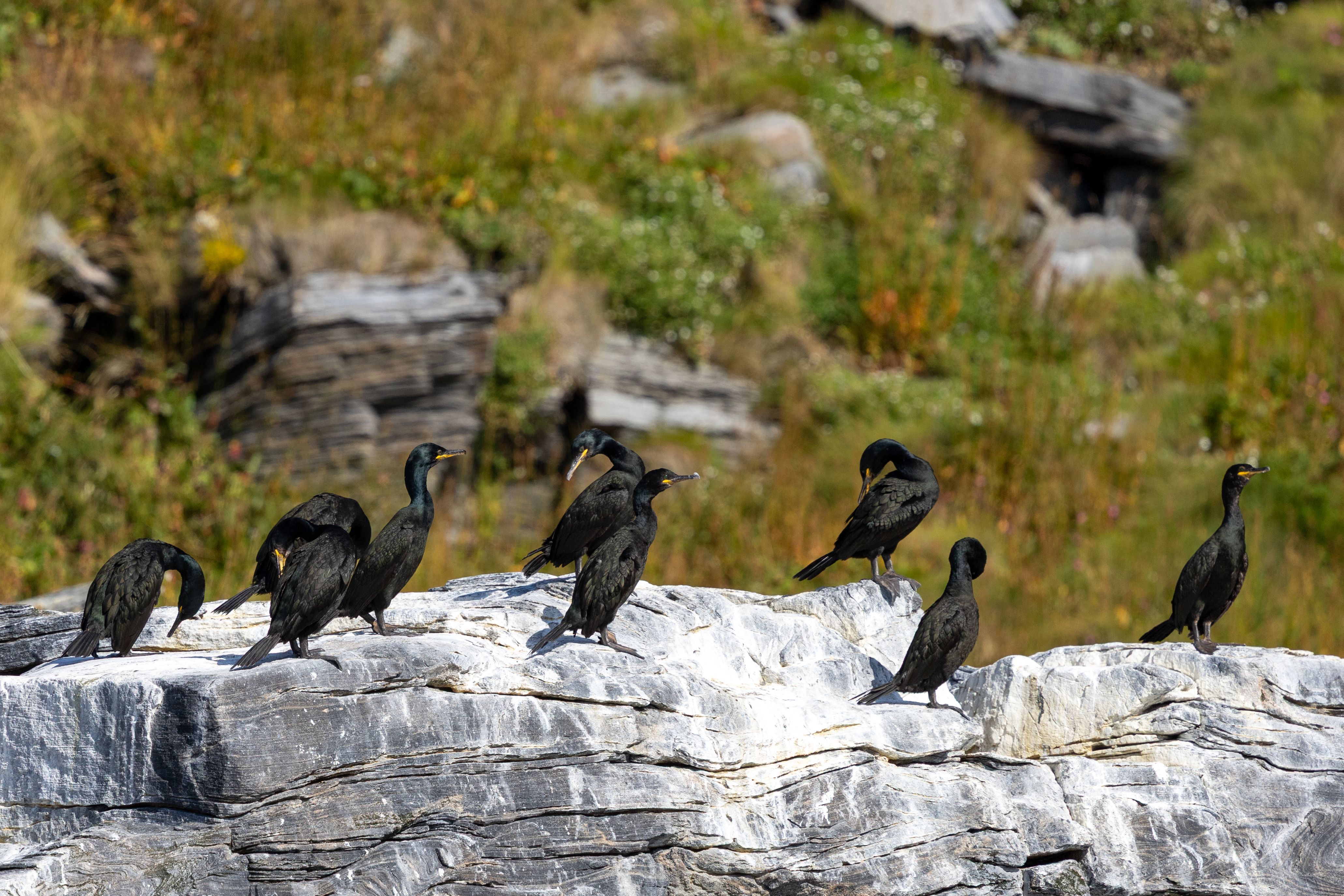 Cormorants