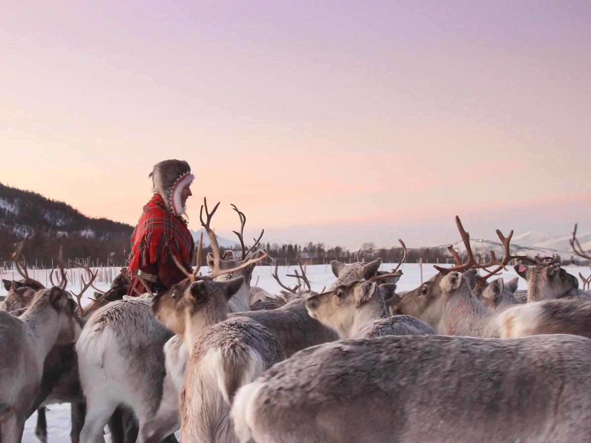 Sámi-Führer, umgeben von einer Rentierherde in einer verschneiten arktischen Landschaft bei Sonnenuntergang.