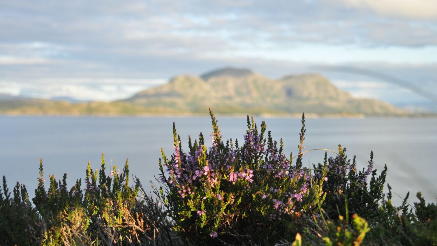 Lilla røsslyng som blomstrer langs den norske kysten på sensommeren, og viser fram en av Norges nasjonalplanter