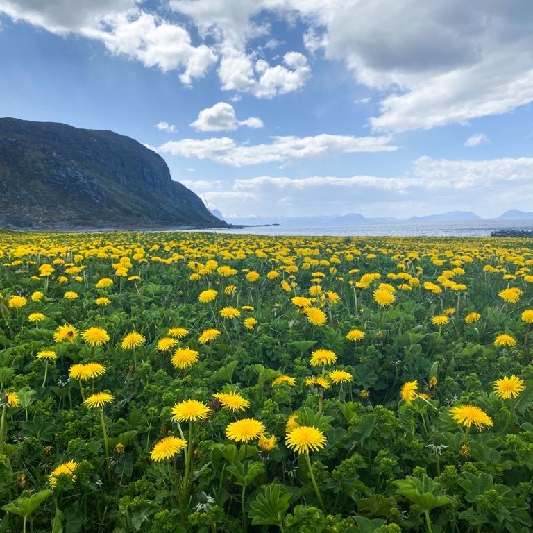Blühende Wildblumen entlang der norwegischen Küste im Frühling