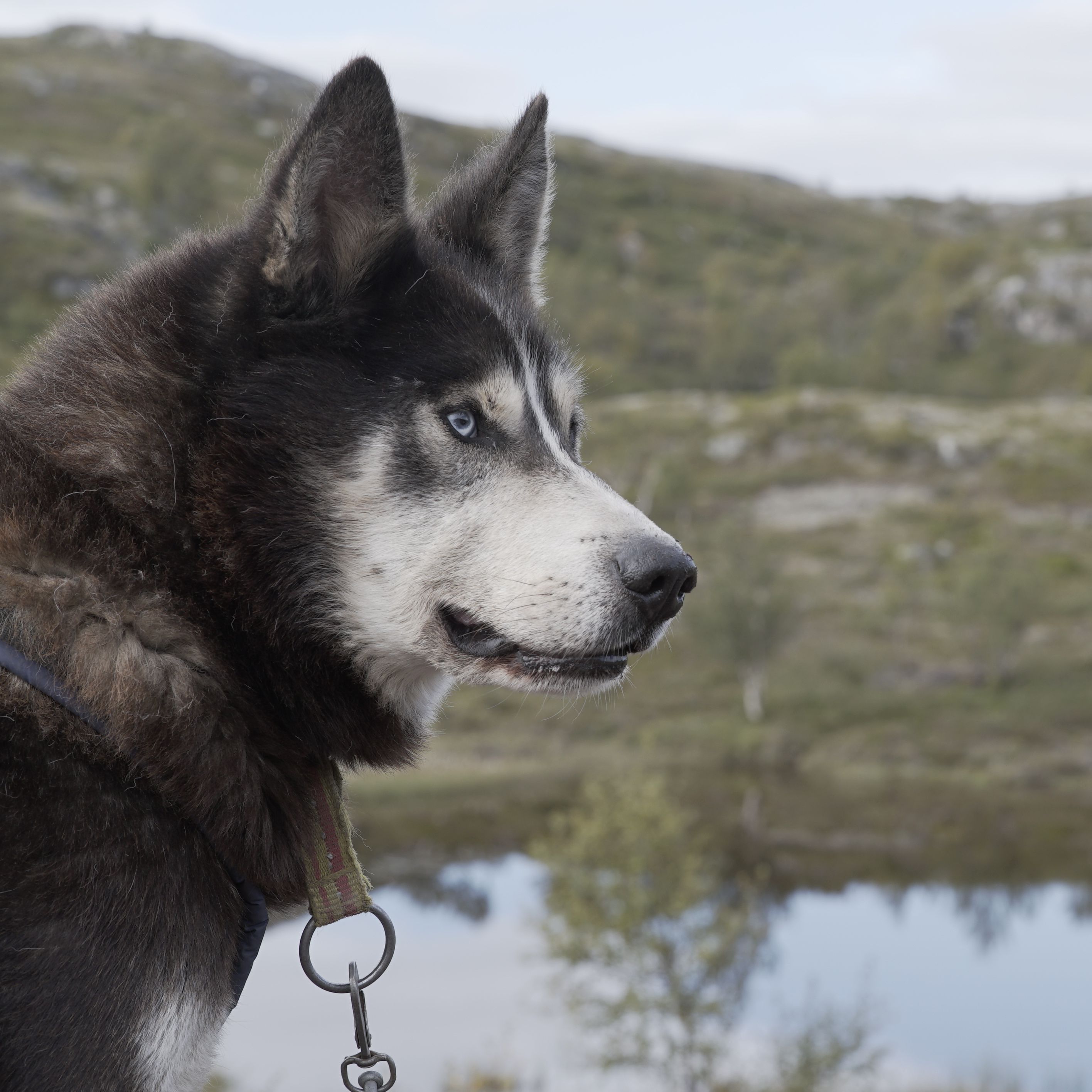 Blåögd husky på ett sommarvandringsläger i Kirkenes i Nordnorge.