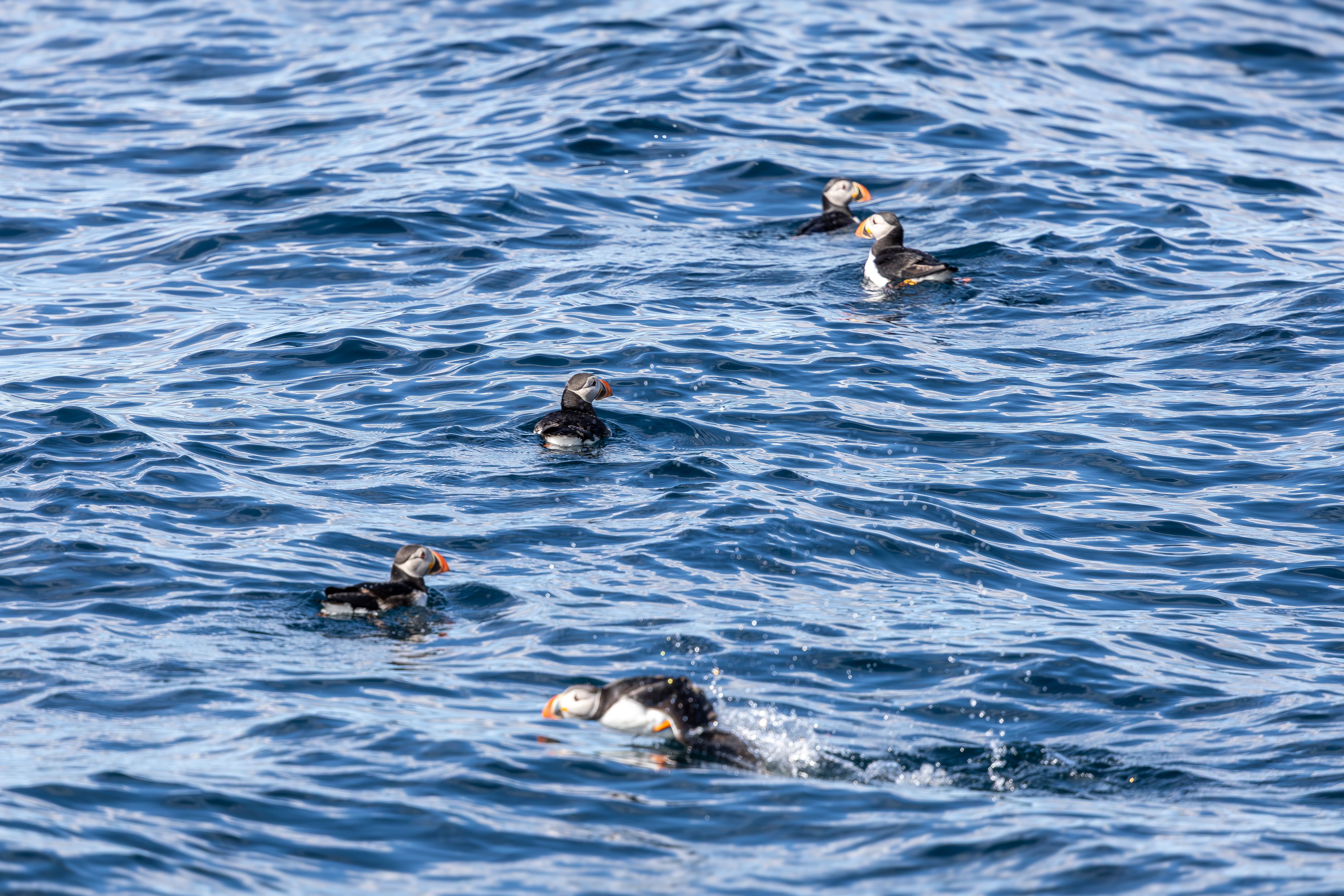 puffins enjoying the water