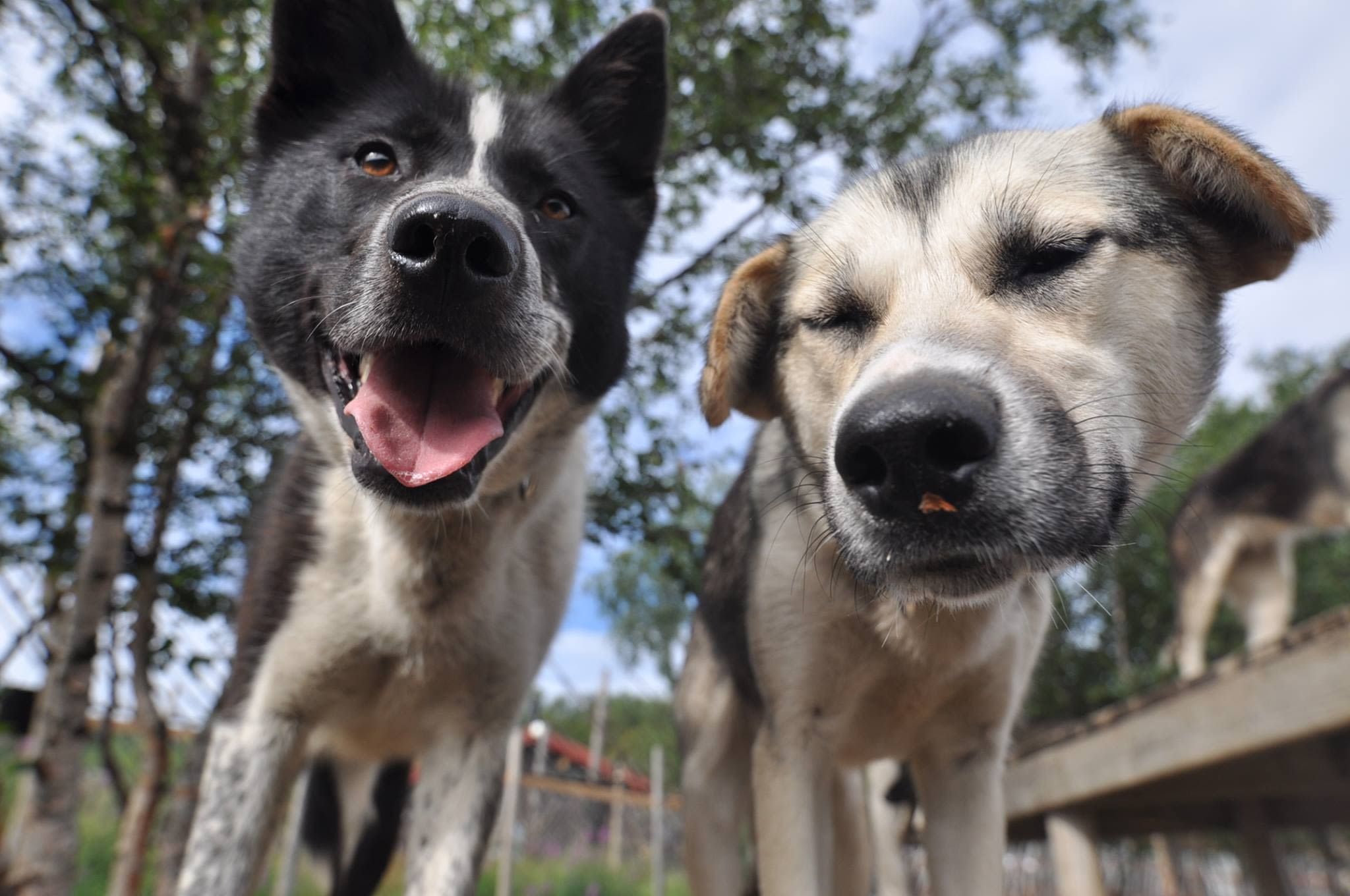 Två vänliga huskyslädhundar på nära håll i ett hundslädesläger på sommaren i Kirkenes, Norge
