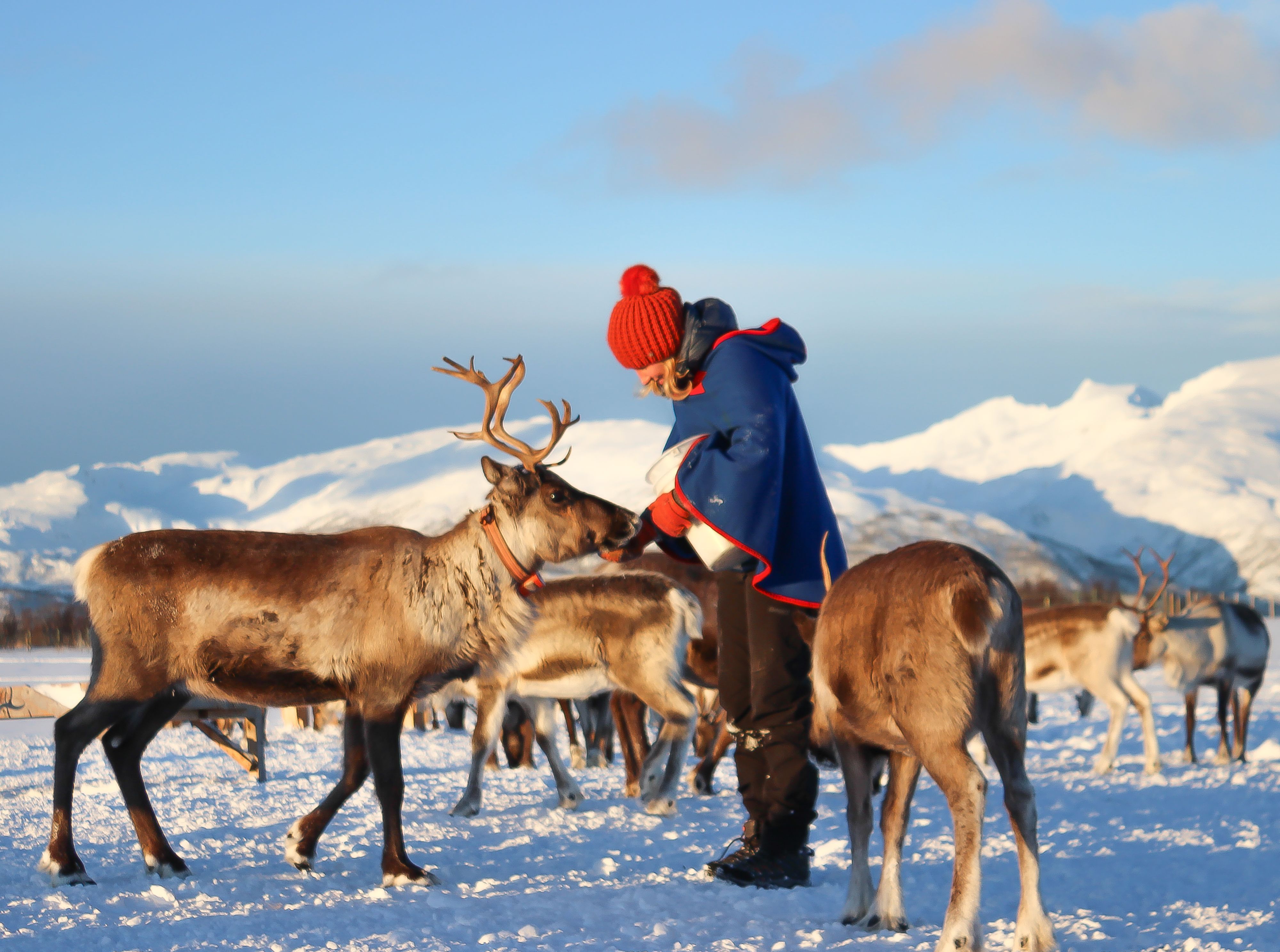 En besökare matar renar i ett traditionellt samiskt läger omgivet av snötäckta berg i Nordnorge