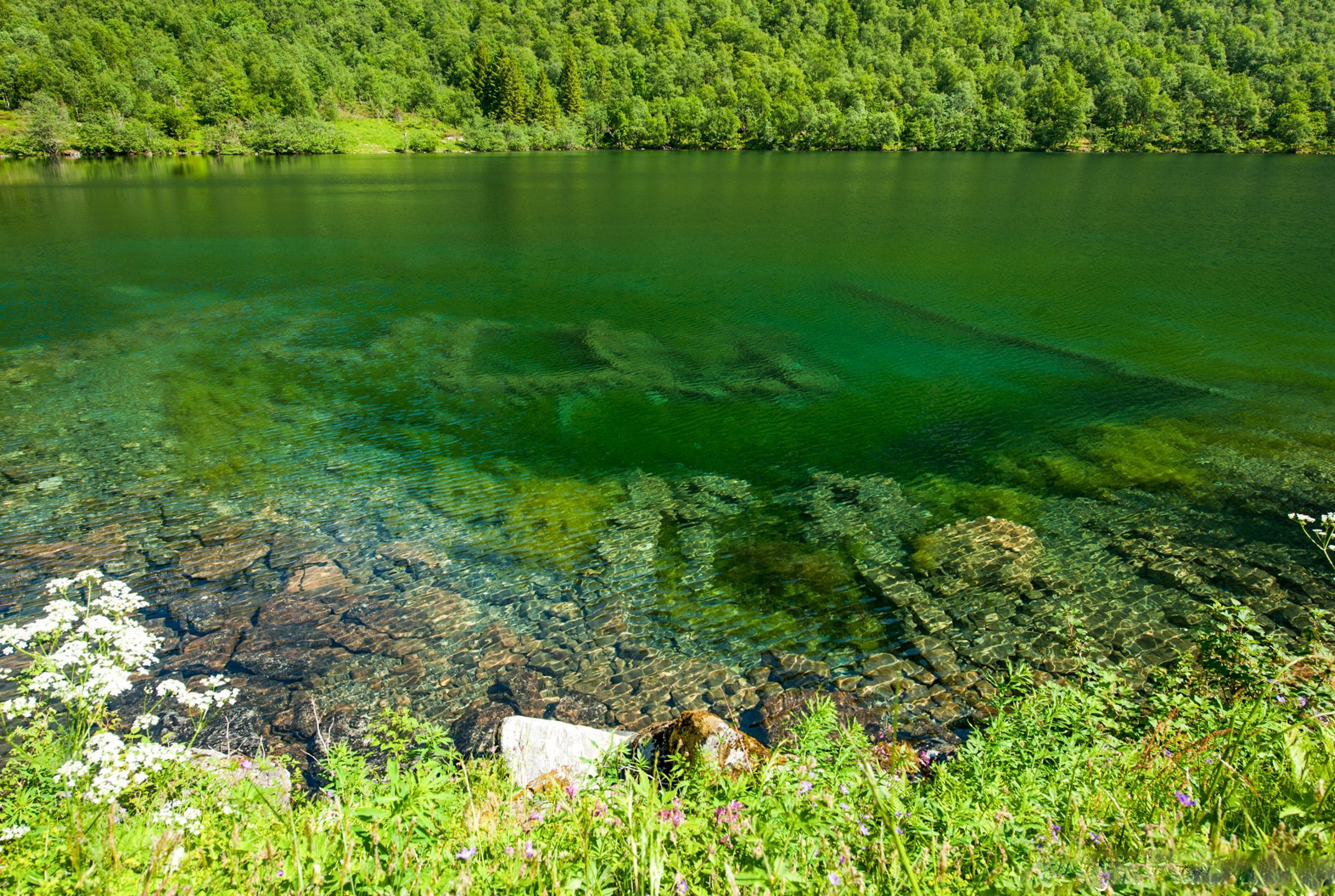 Crystal-clear emerald mountain lake with wildflowers and forest in rural Norway