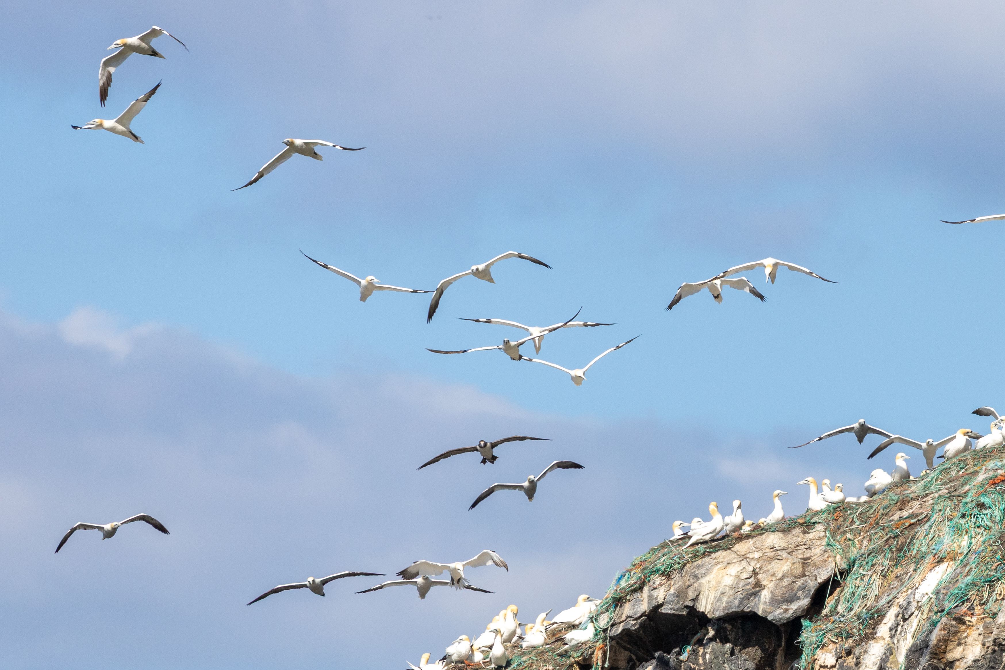 Gannets
