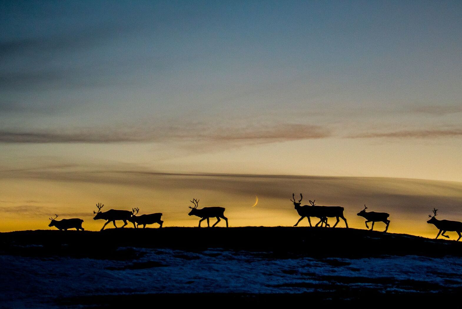 Reinsdyr i silhuett ved solnedgang under en samisk kulturopplevelse nær Kjøllefjord.
