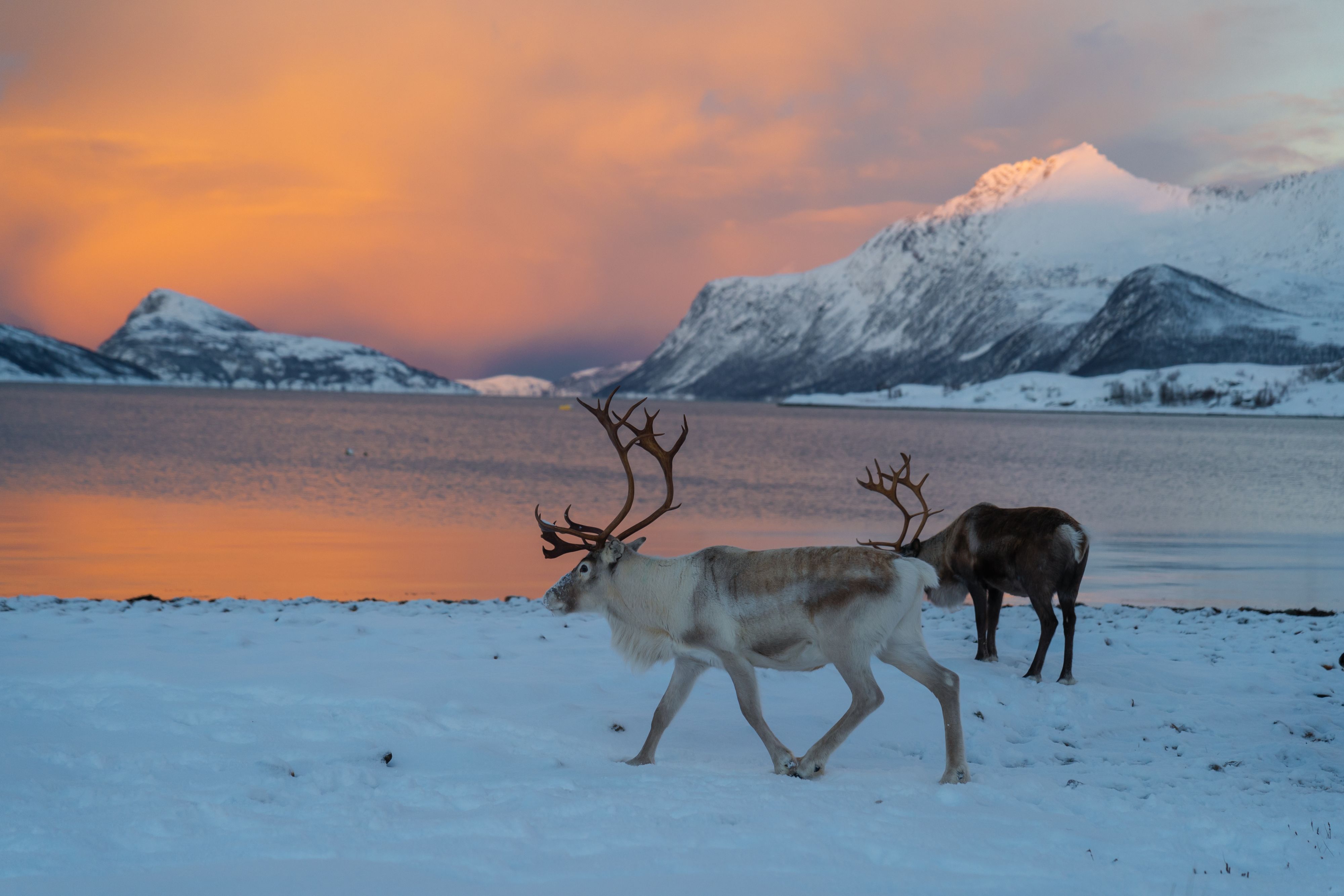 Rentiere, die bei Sonnenuntergang im Januar über eine verschneite arktische Landschaft mit schneebedeckten Bergen und einem norwegischen Fjord ziehen