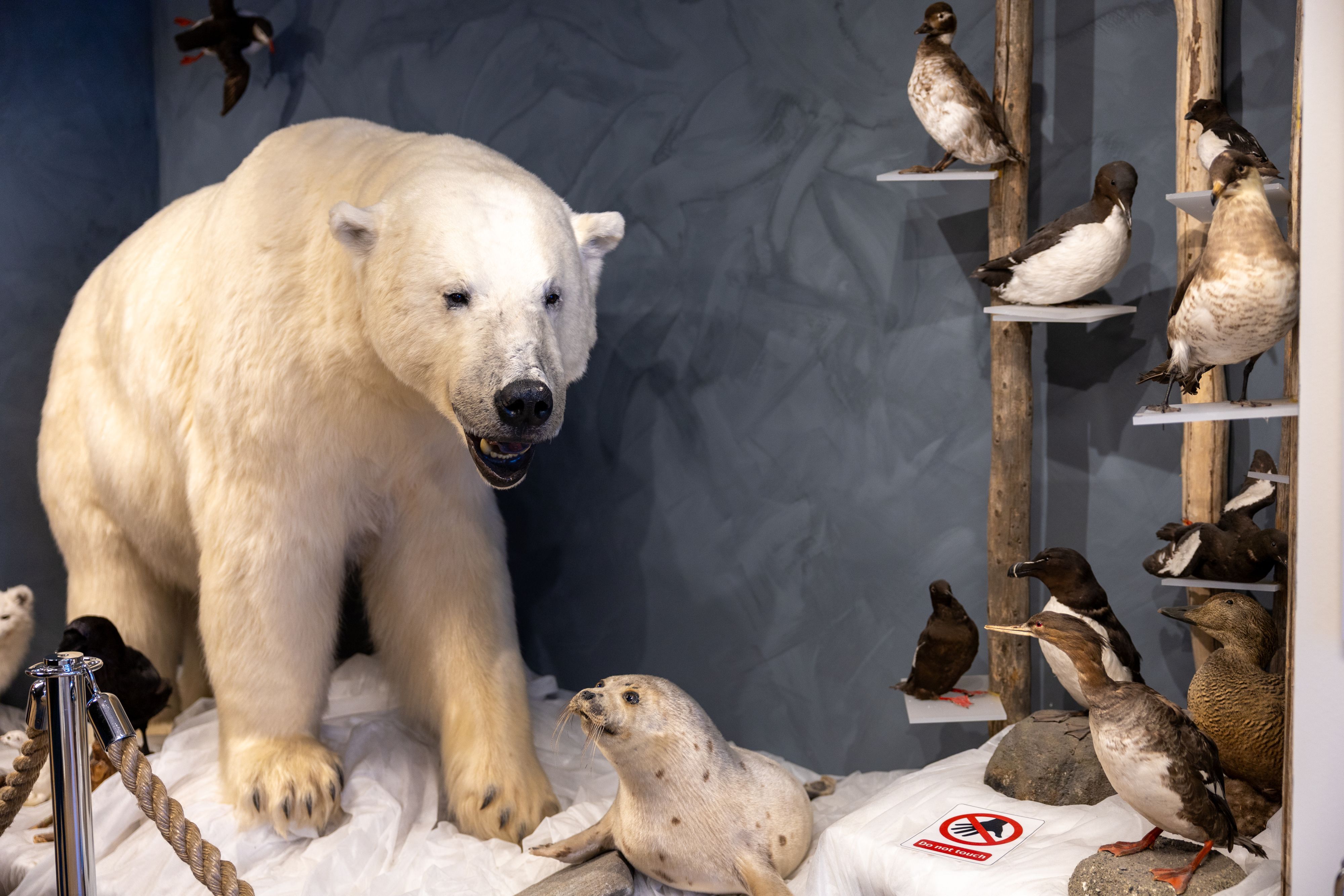 Utstoppet isbjørn, sel og arktiske fugler utstilt på et museum i Hammerfest, Norge
