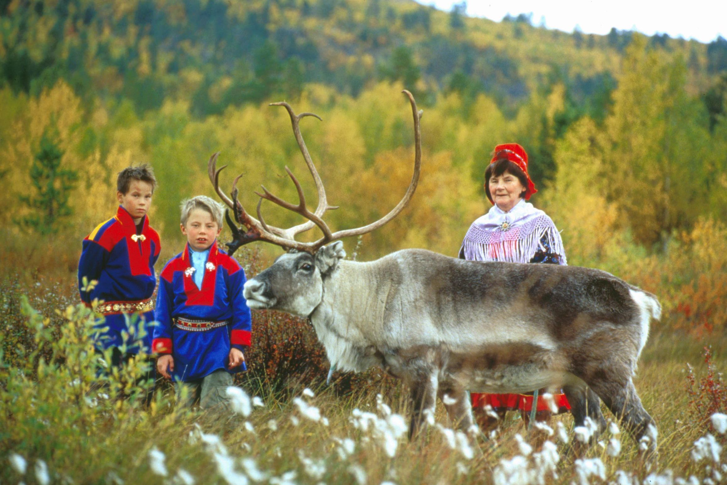 Sámi-Familie und Rentiere, die das arktische Kulturerbe präsentieren