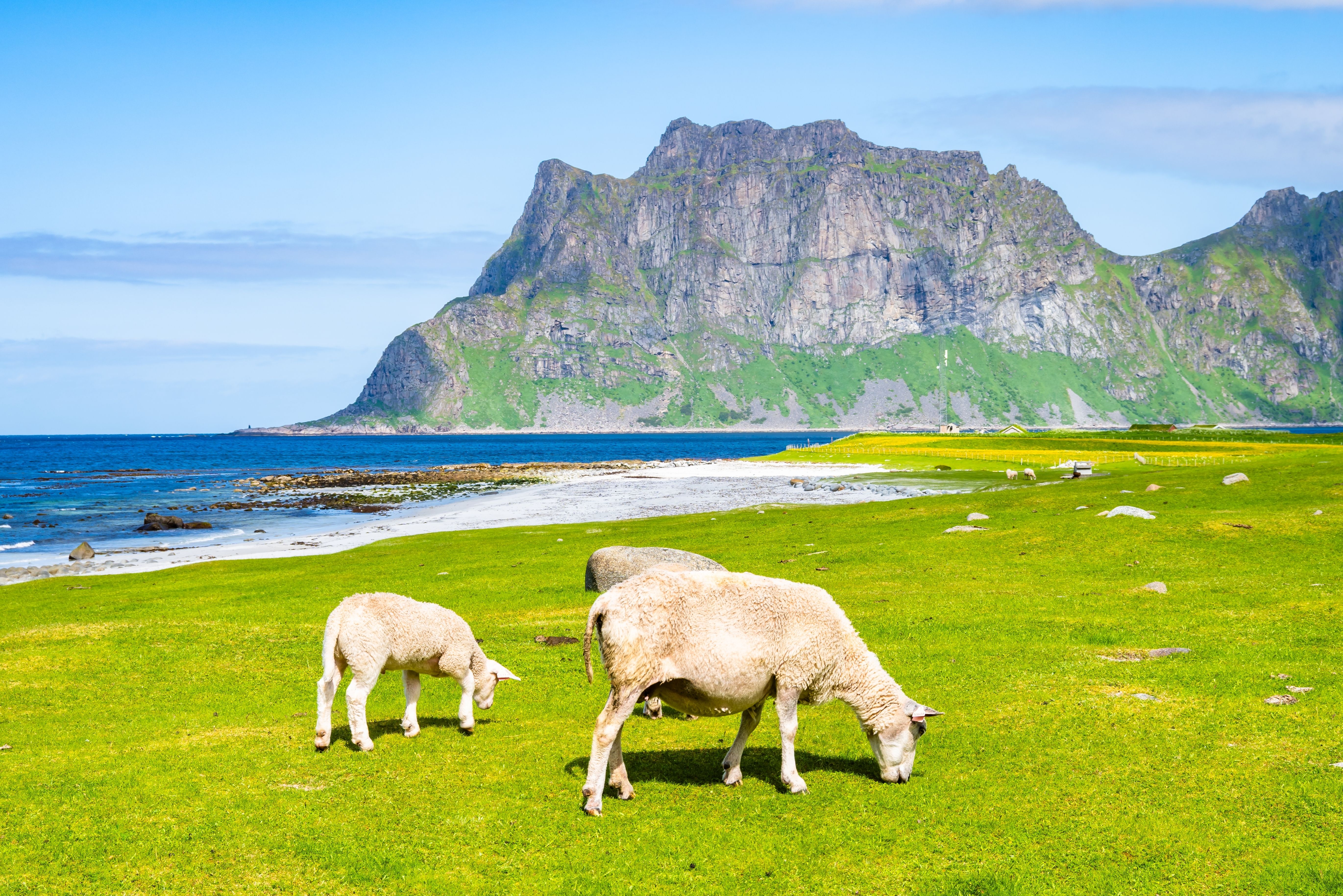 Sau som beiter på den vakre sandstranden Uttakleiv i Lofoten, Norge