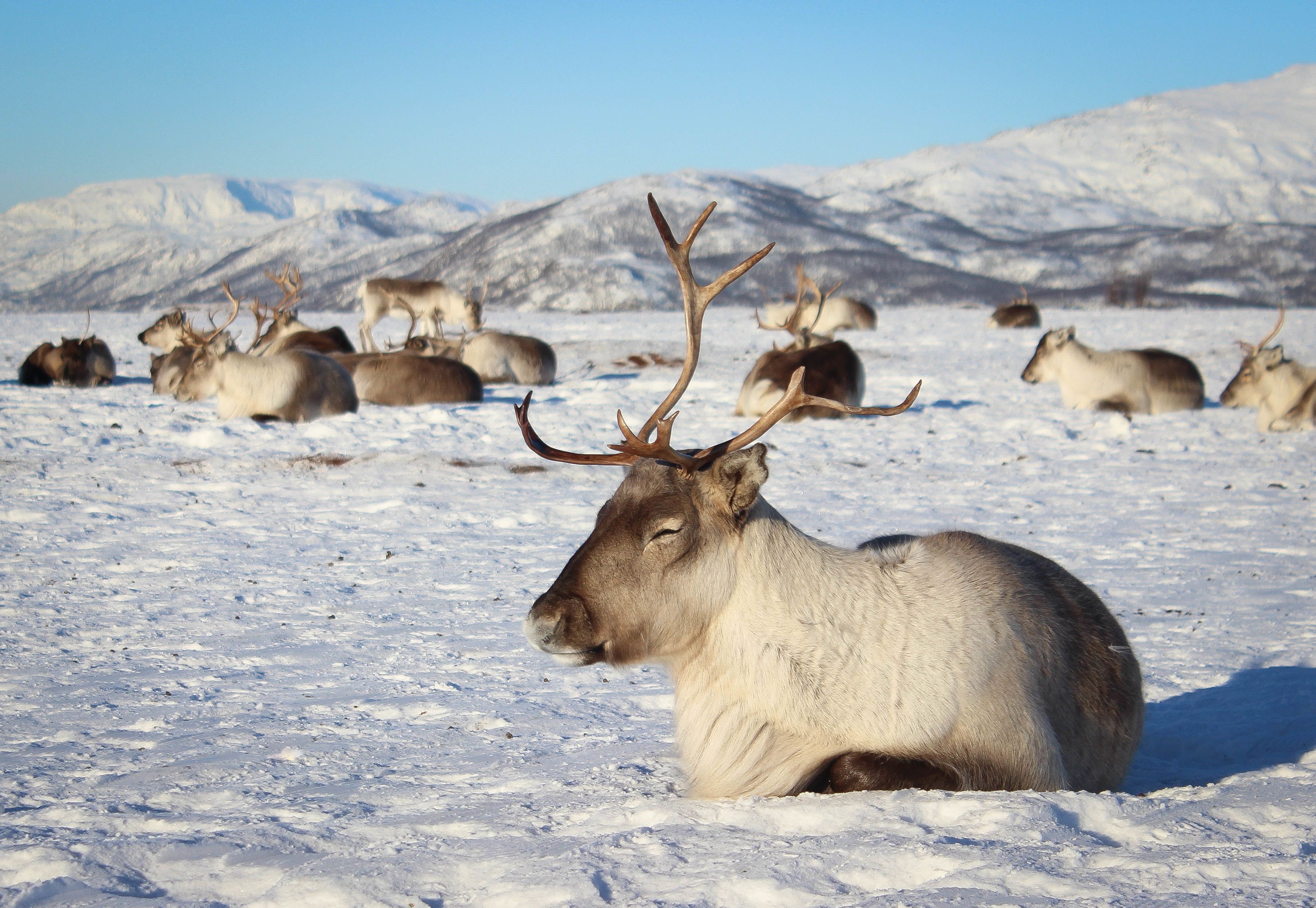Eine Herde Rentiere ruht in einer verschneiten arktischen Landschaft, umgeben von Bergen in Nordnorwegen