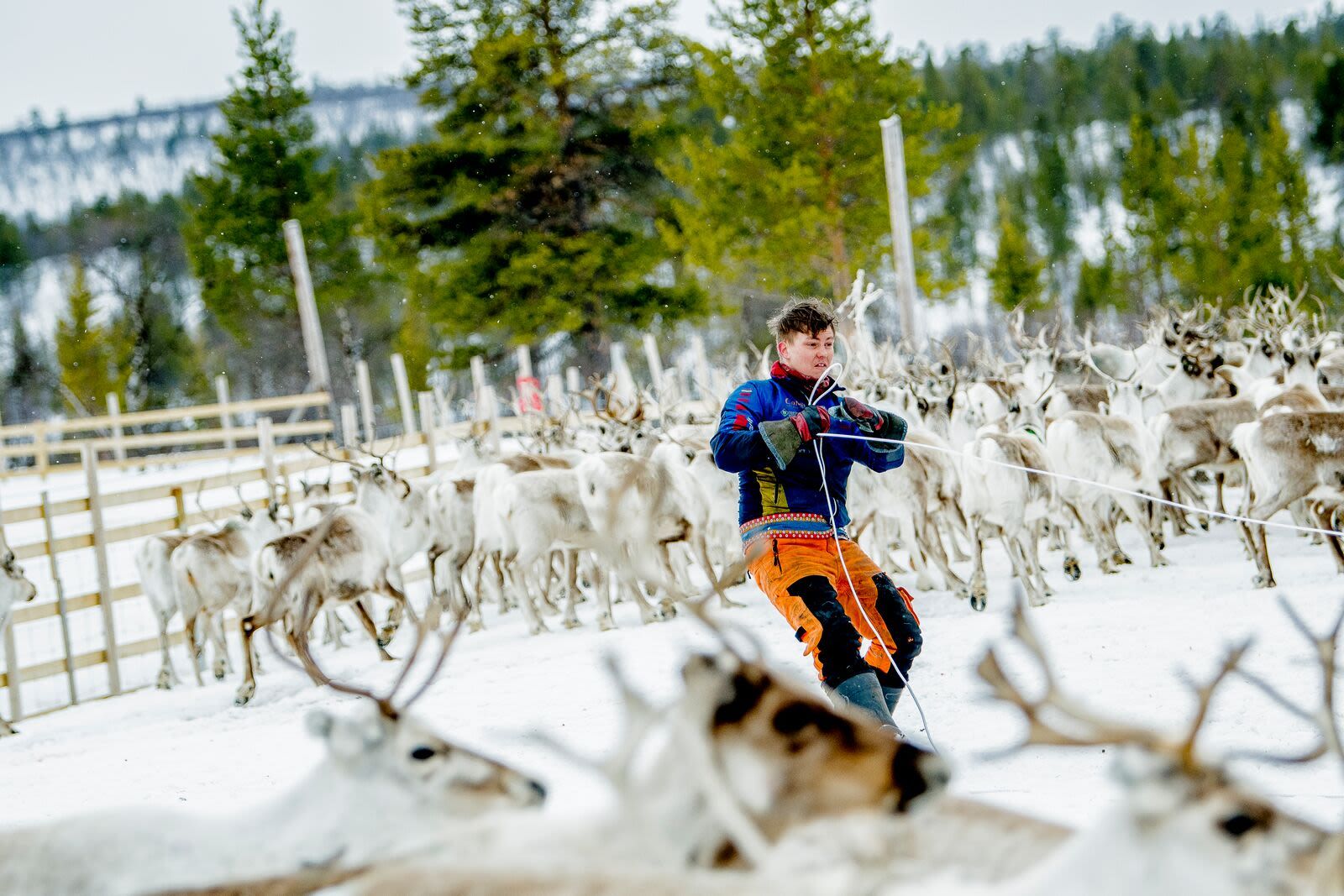 Sámi-Rentierhütungstraditionen in der Arktis erleben