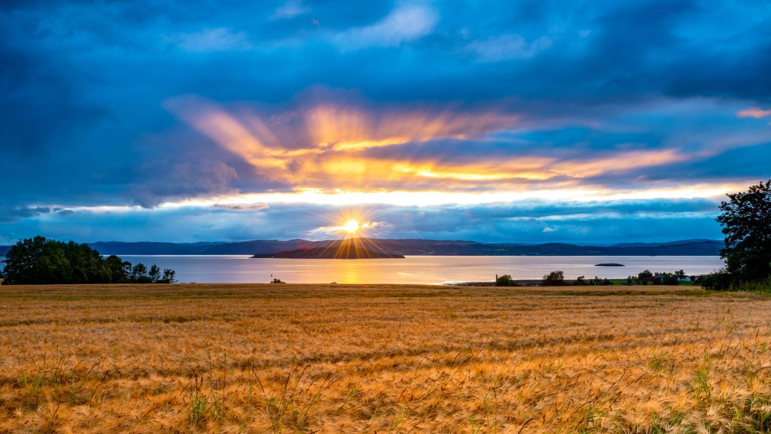 Goldener Sonnenuntergang über dem Trondheimsfjord in Trøndelag, Norwegen, mit dramatischen Wolken, Sonnenstrahlen, ruhigem Fjordwasser und einem goldenen Getreidefeld im Vordergrund.