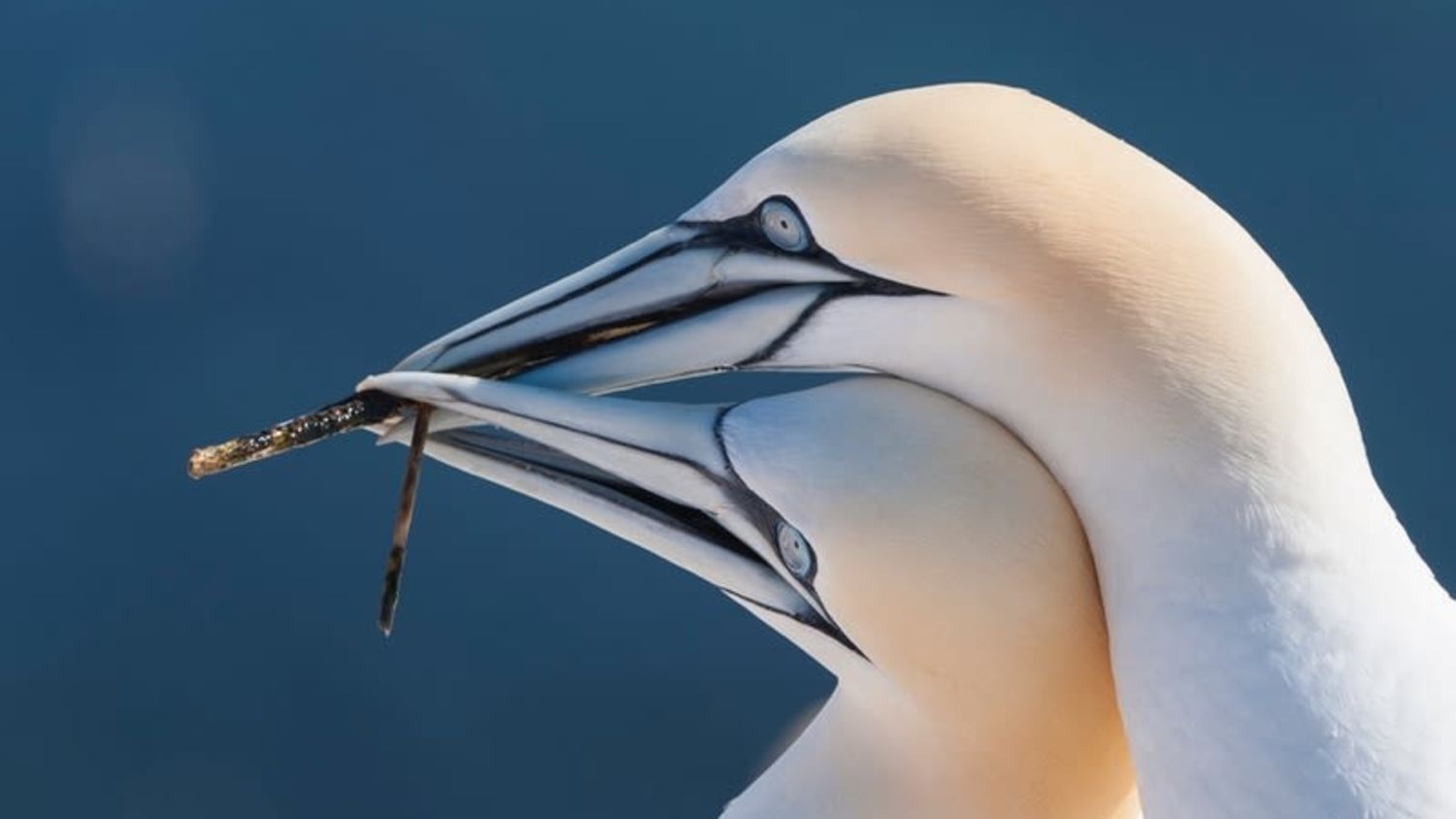 Nærbilde av havsuler på den norske kysten, som viser deres karakteristiske blå øyne og kraftige fiskespisende nebb
