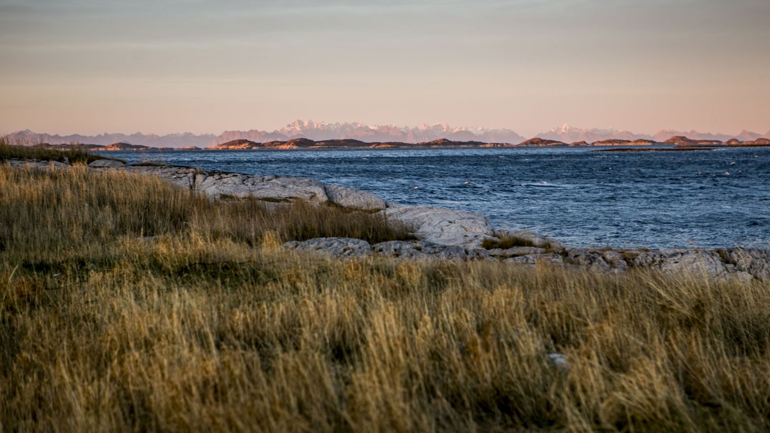 Felsige Küste und goldenes Küstengras mit Blick auf den Vestfjord, im Hintergrund die ferne Lofoten-Gebirgskette im warmen Abendlicht in Nordnorwegen.