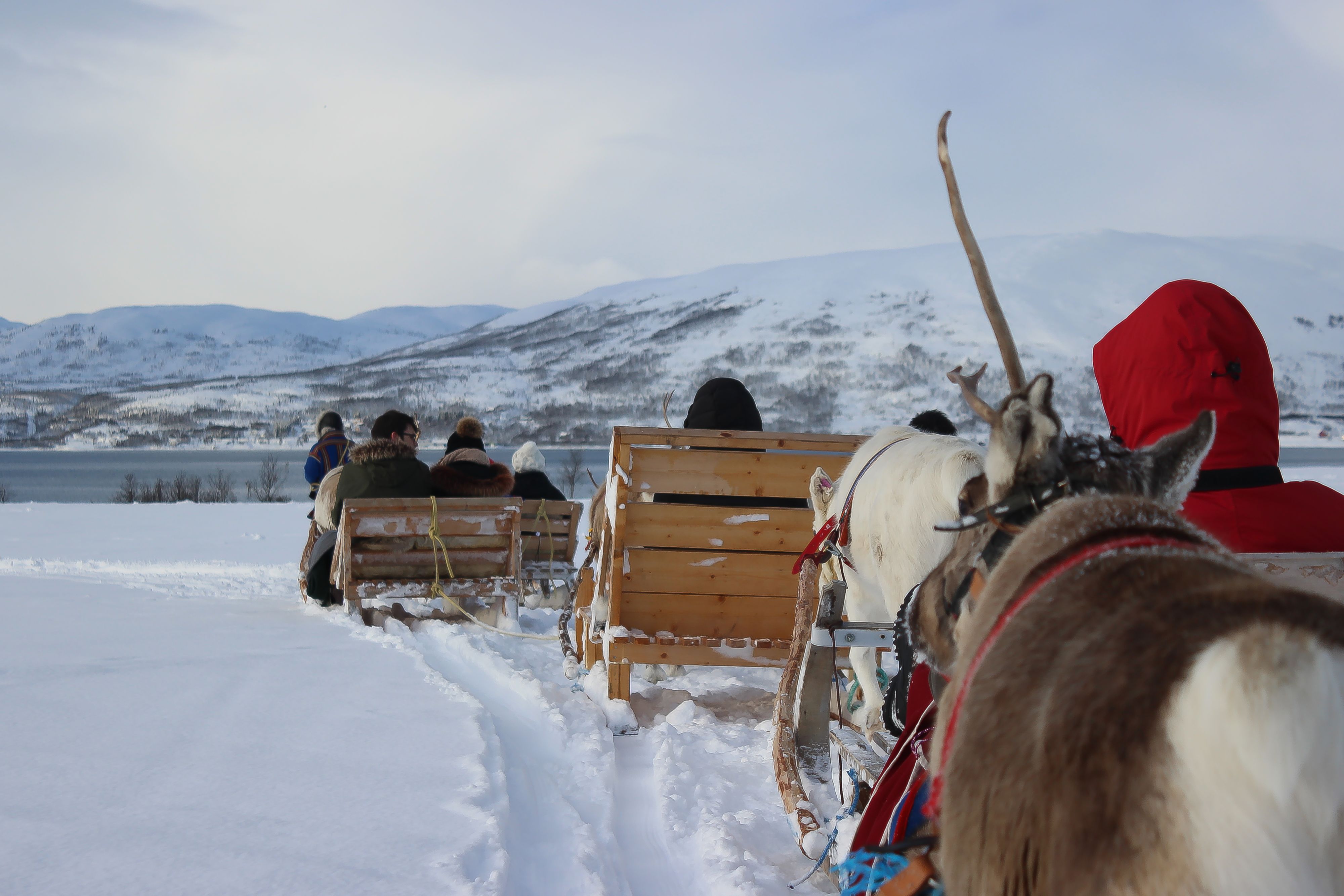 Guests ride reindeer sleighs through a snowy landscape beside a fjord in Northern Norway